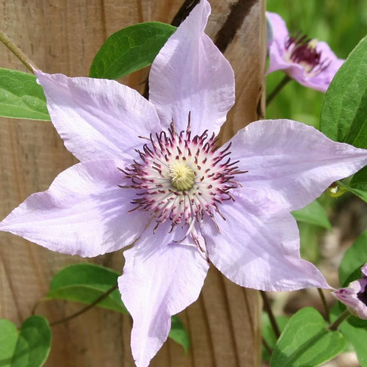Clematis Pink Climador – Live Plant in a 4 Inch Growers Pot – Clematis ‘Pink Climador’ – Starter Plants Ready for The Garden – Beautiful Pink Flowering Vine