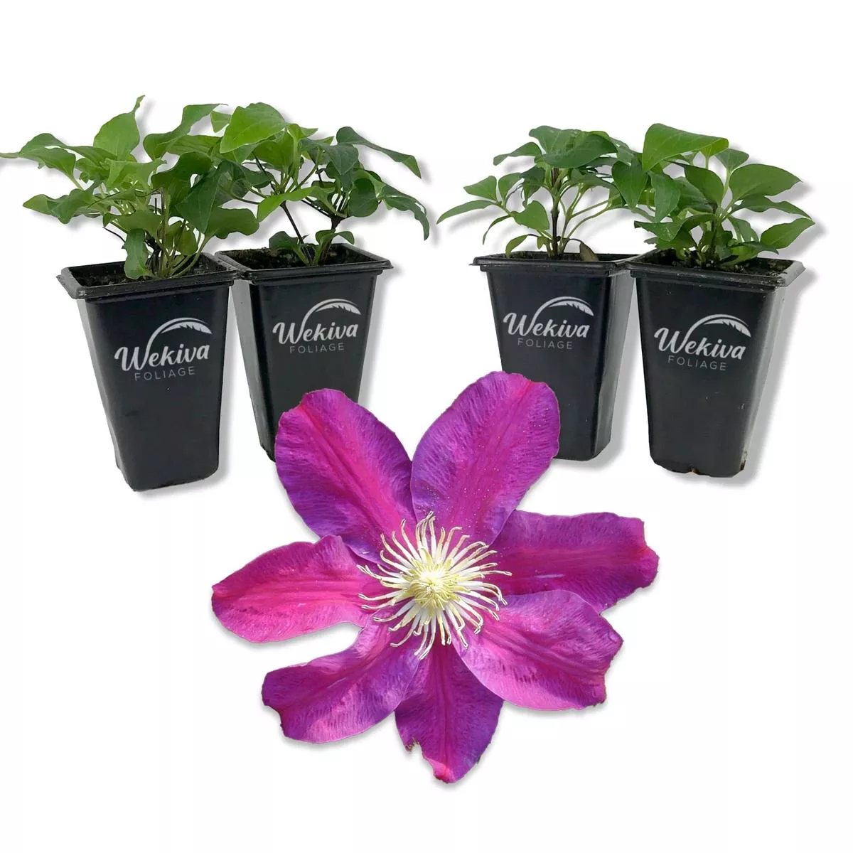 Clematis Sunset – Live Starter Plants in 2 Inch Growers Pots – Starter Plants Ready for The Garden – Beautiful Deep Red and Pink Flowering Vine