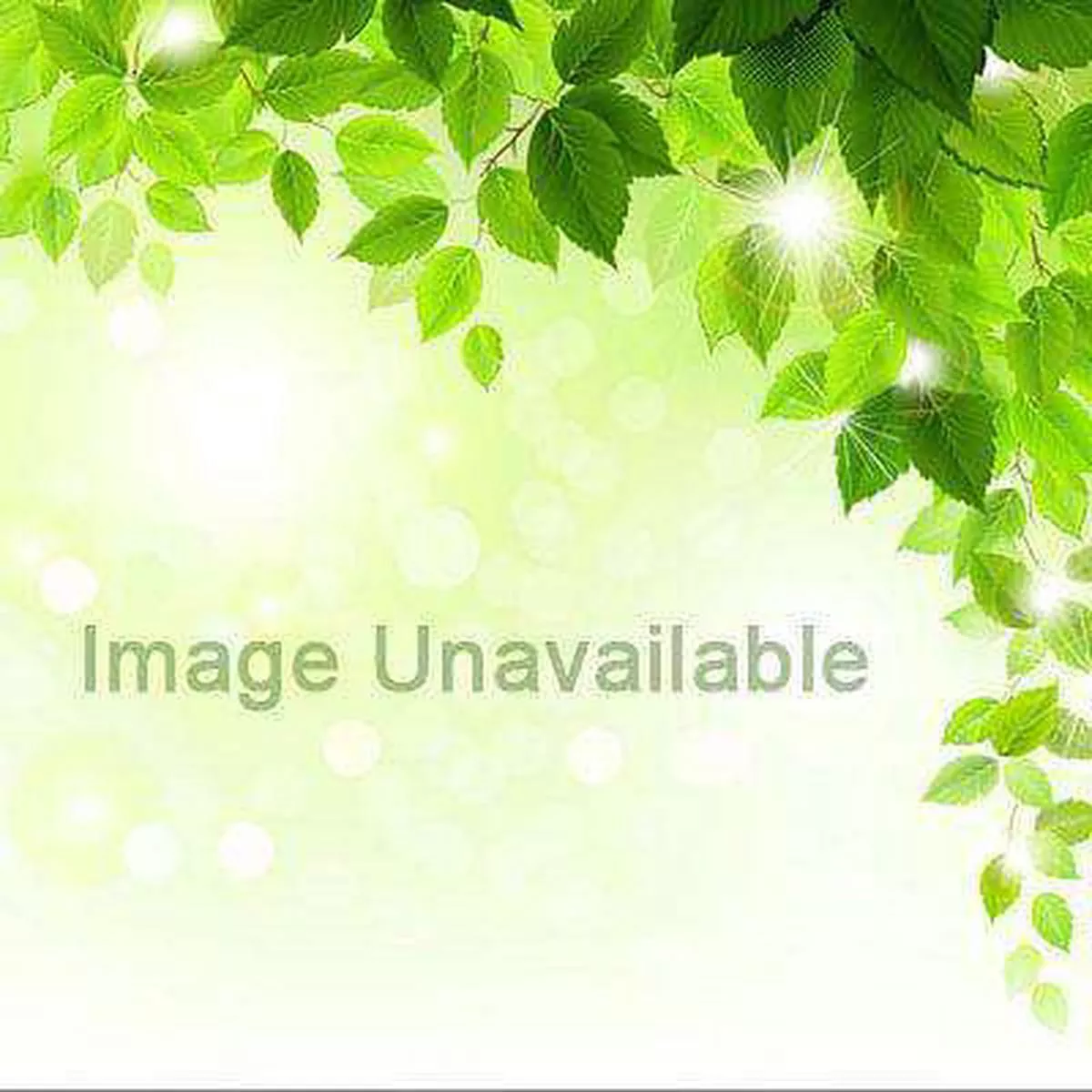 Clerodendrum wallichii – Plant
