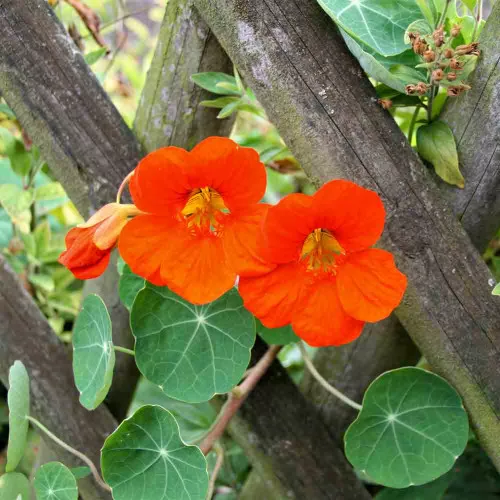 Climbing Nasturtium – Tall Seed Mix – (Tropaeolum majus)