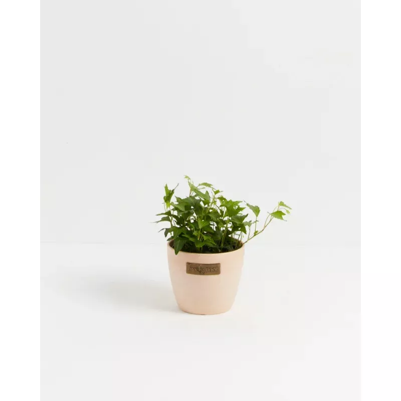 Clover Leaf Ivy