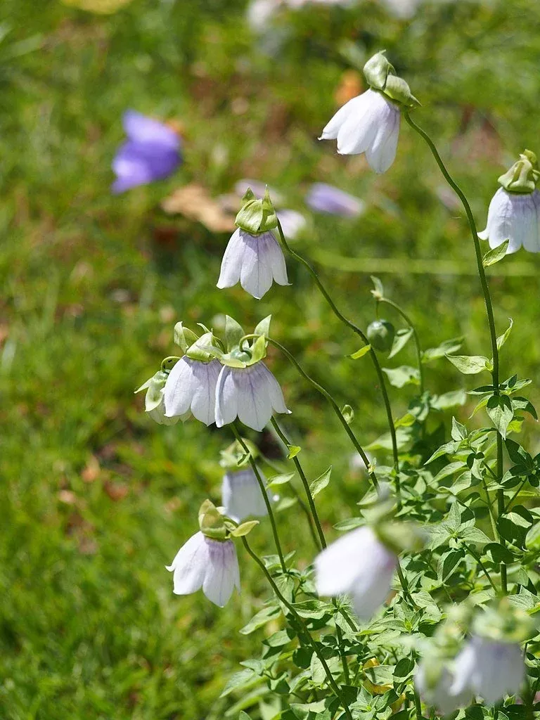Codonopsis clematidea | bonnet bellflower