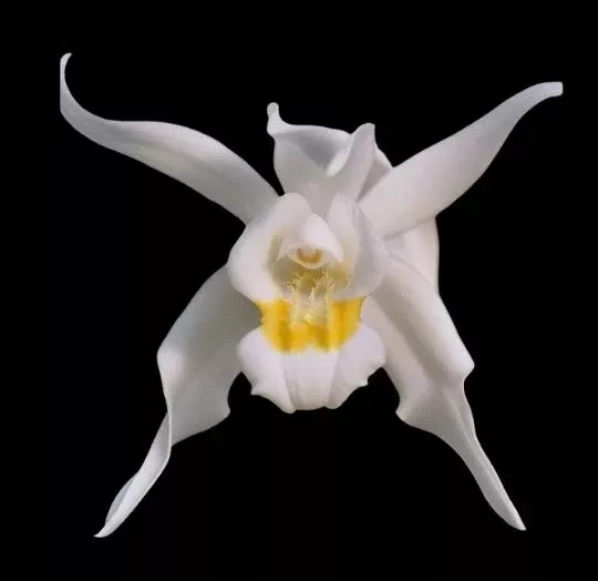 Coelogyne mossiae