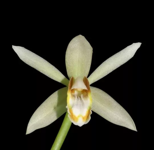 Coelogyne trinervis