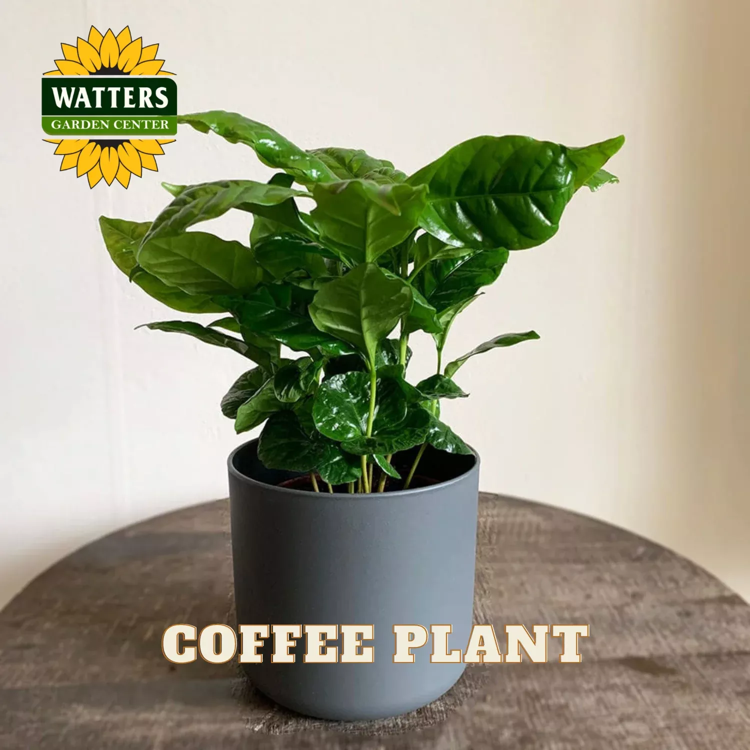 COFFEE PLANT 6IN