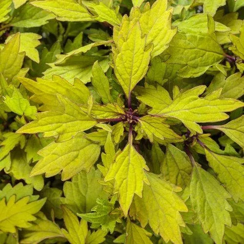 Coleus ColorBlaze Royale Pineapple Brandy