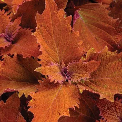 Coleus ColorBlaze Wicked Hot