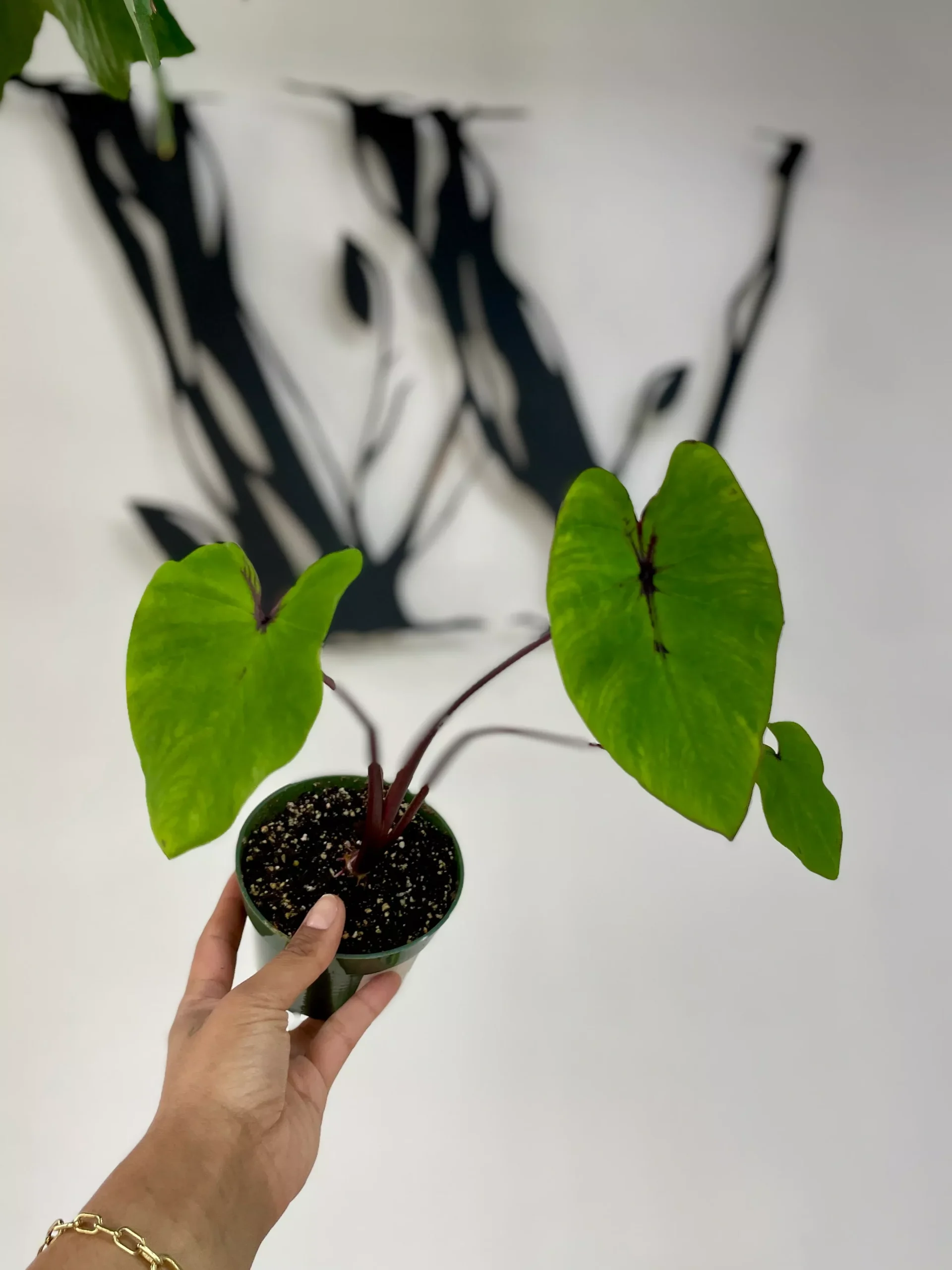 Colocasia Pharoah’s Mask
