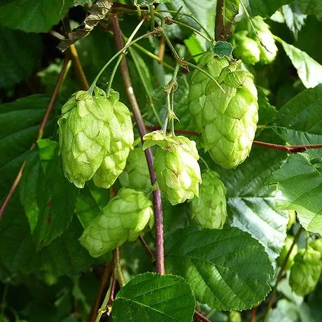 Comet Hop Vine (Humulus lupulus 'Comet') - 1 gallon