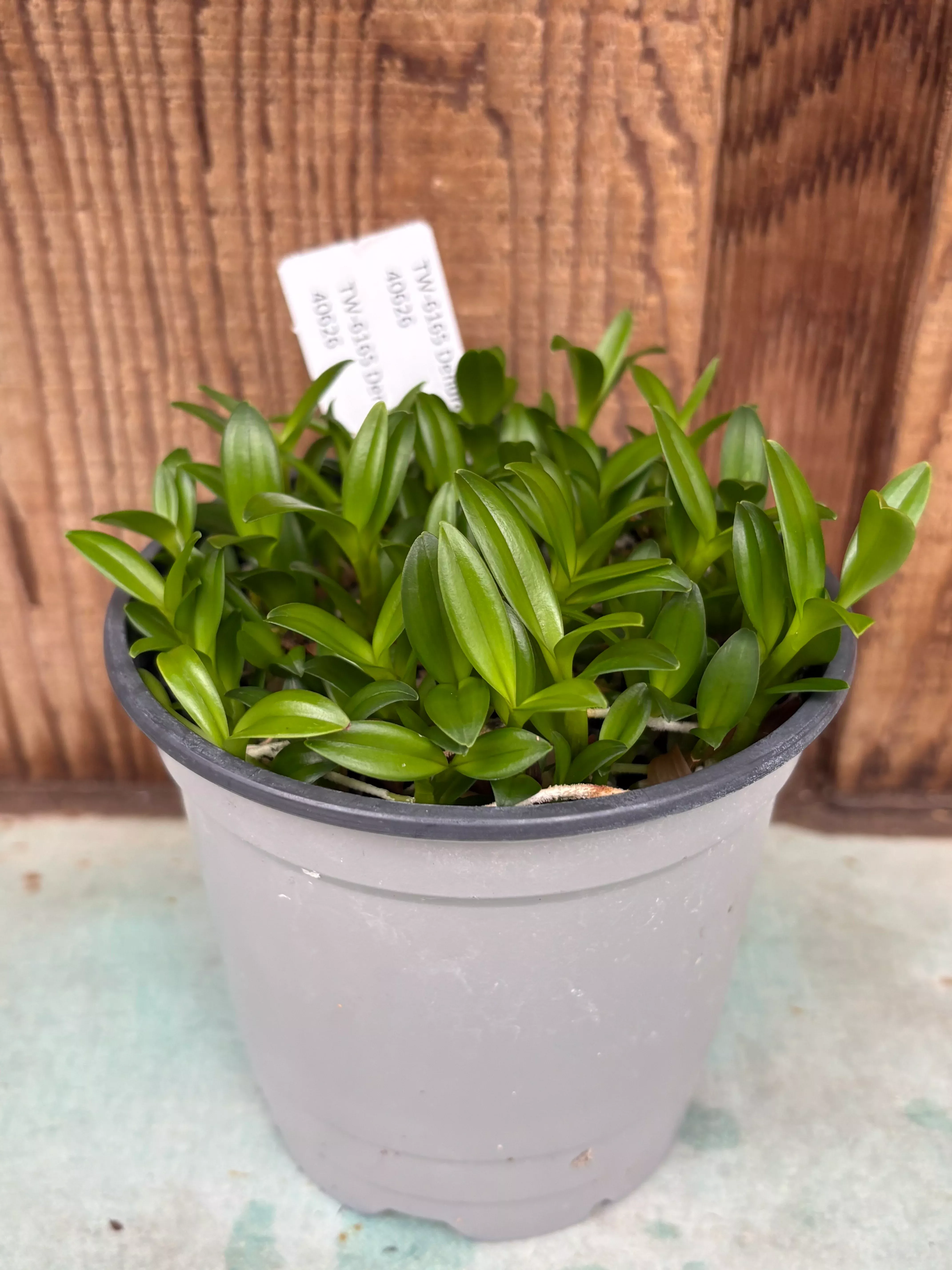 COMPOT Dendrobiummirbelianum