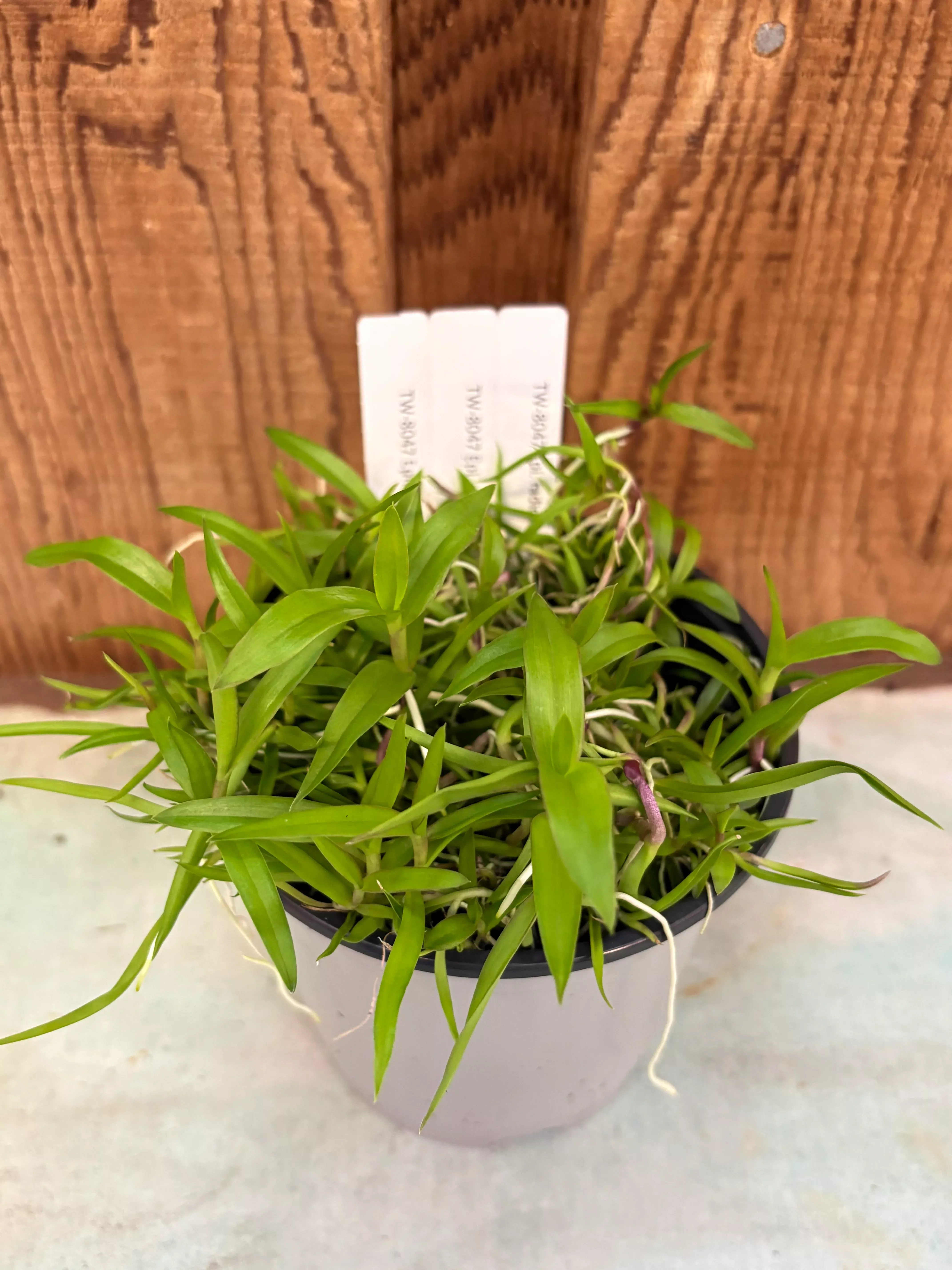 COMPOT Epidendrumradicans