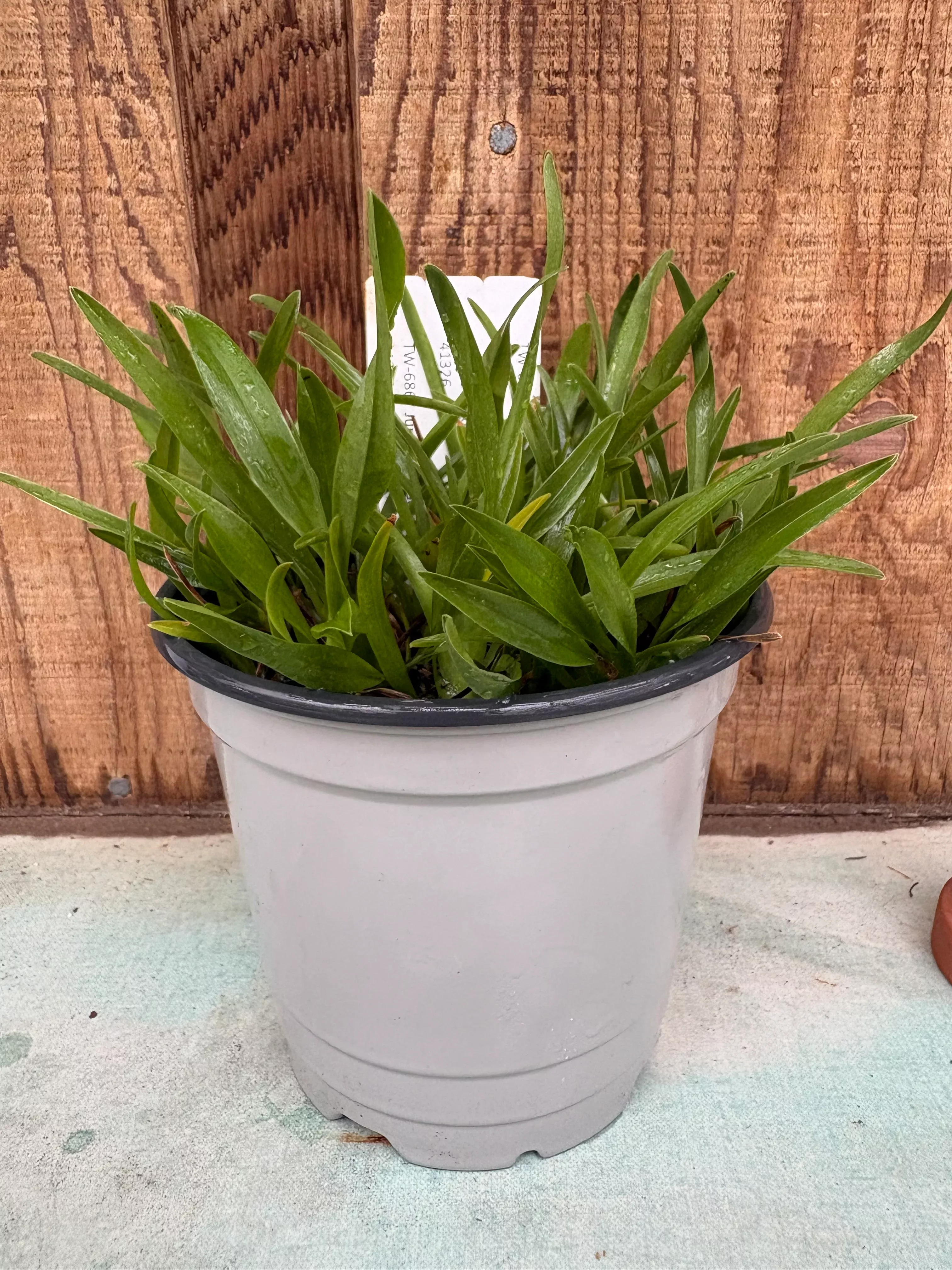 COMPOT Jumellea arachnantha