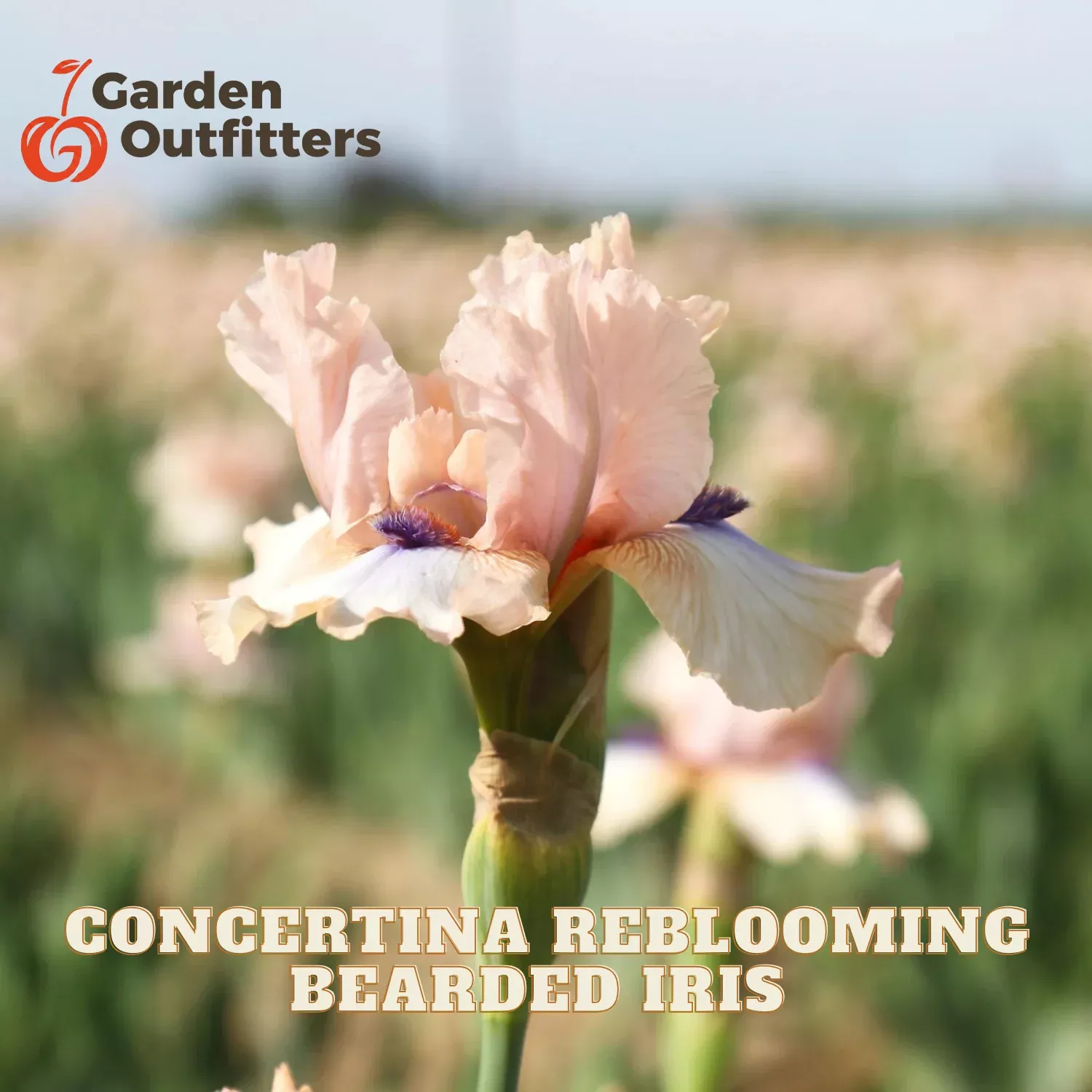 Concertina Reblooming Bearded Iris (IRIS GERMANICA CONCERTINA) - 1 gallon