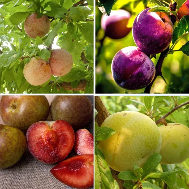 “Constant Harvest” Pluot 3 on 1 Multi Grafted Fruit Tree