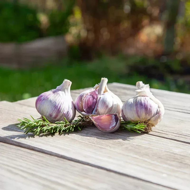 Conventional Music Garlic (Lb)