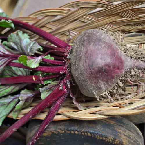 Cool Season Roots Seed Collection