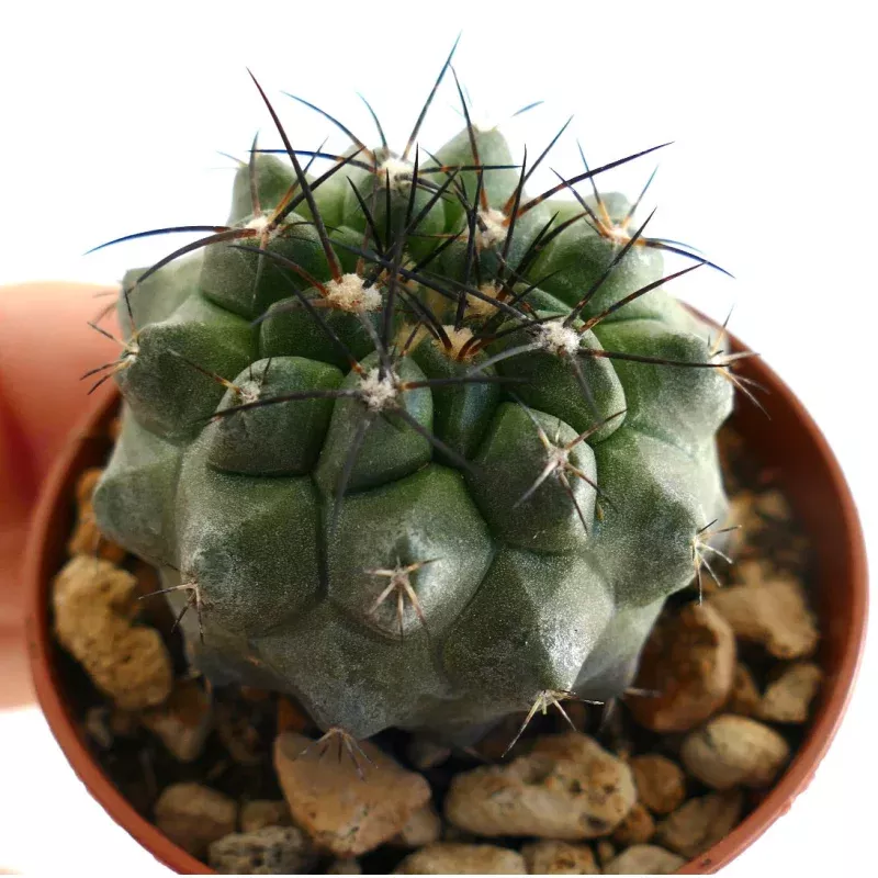 Copiapoa cinerea X Copiapoa atacamensis C15