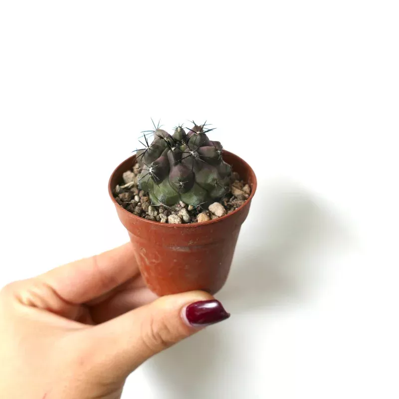 Copiapoa cinerea X griseoviolacea AZ1