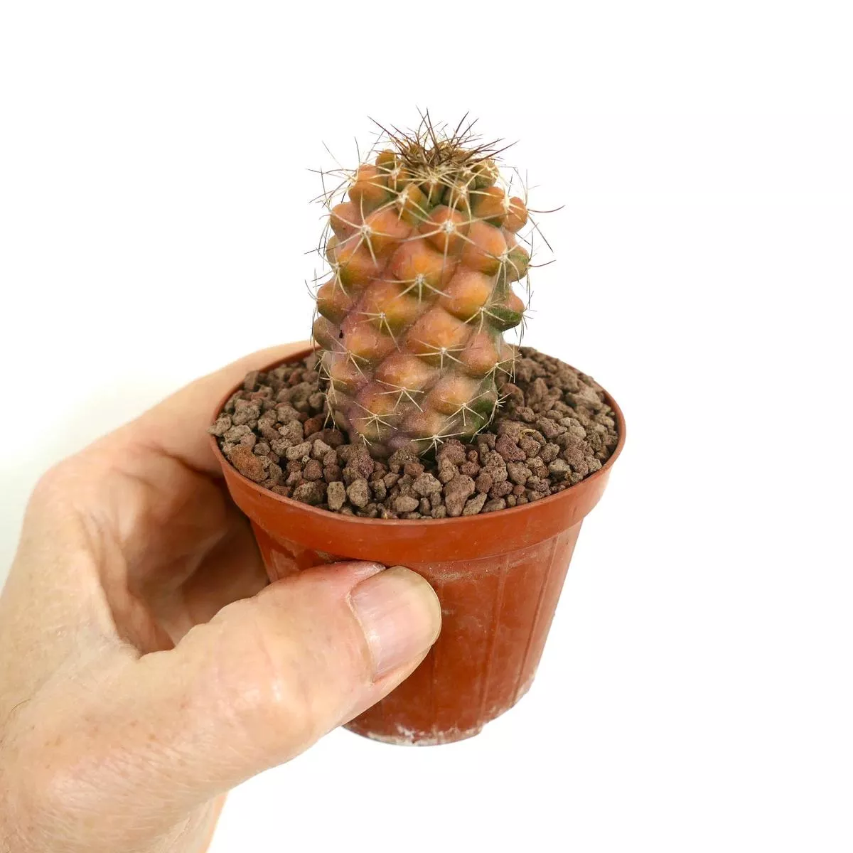 Copiapoa fiedleriana VARIEGATED