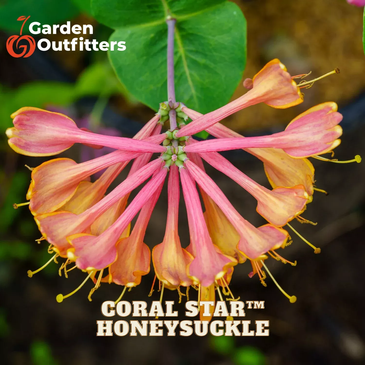 CORAL STAR™ HONEYSUCKLE (Lonicera x 'Celestial') - 3 gallon TRELLIS
