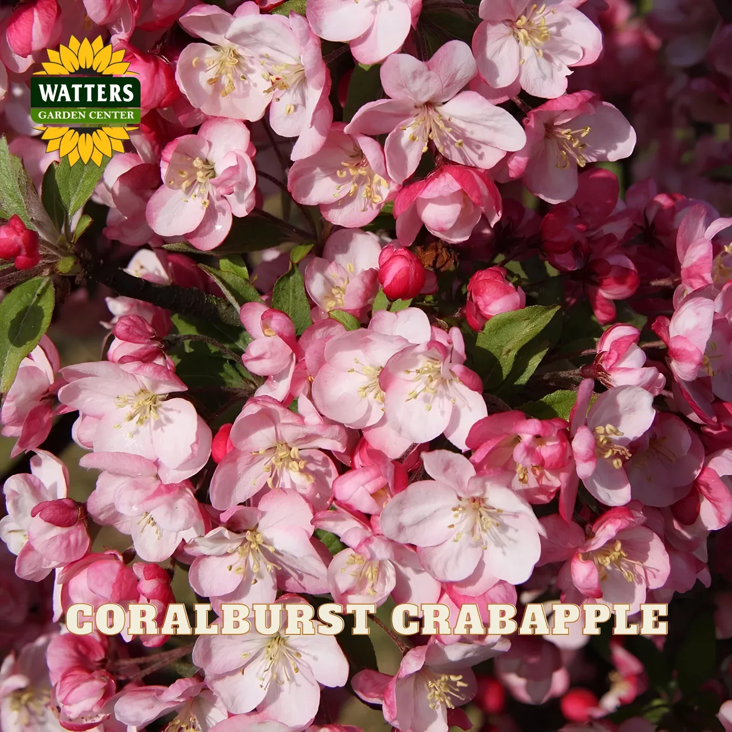 CORALBURST CRABAPPLE 15gal
