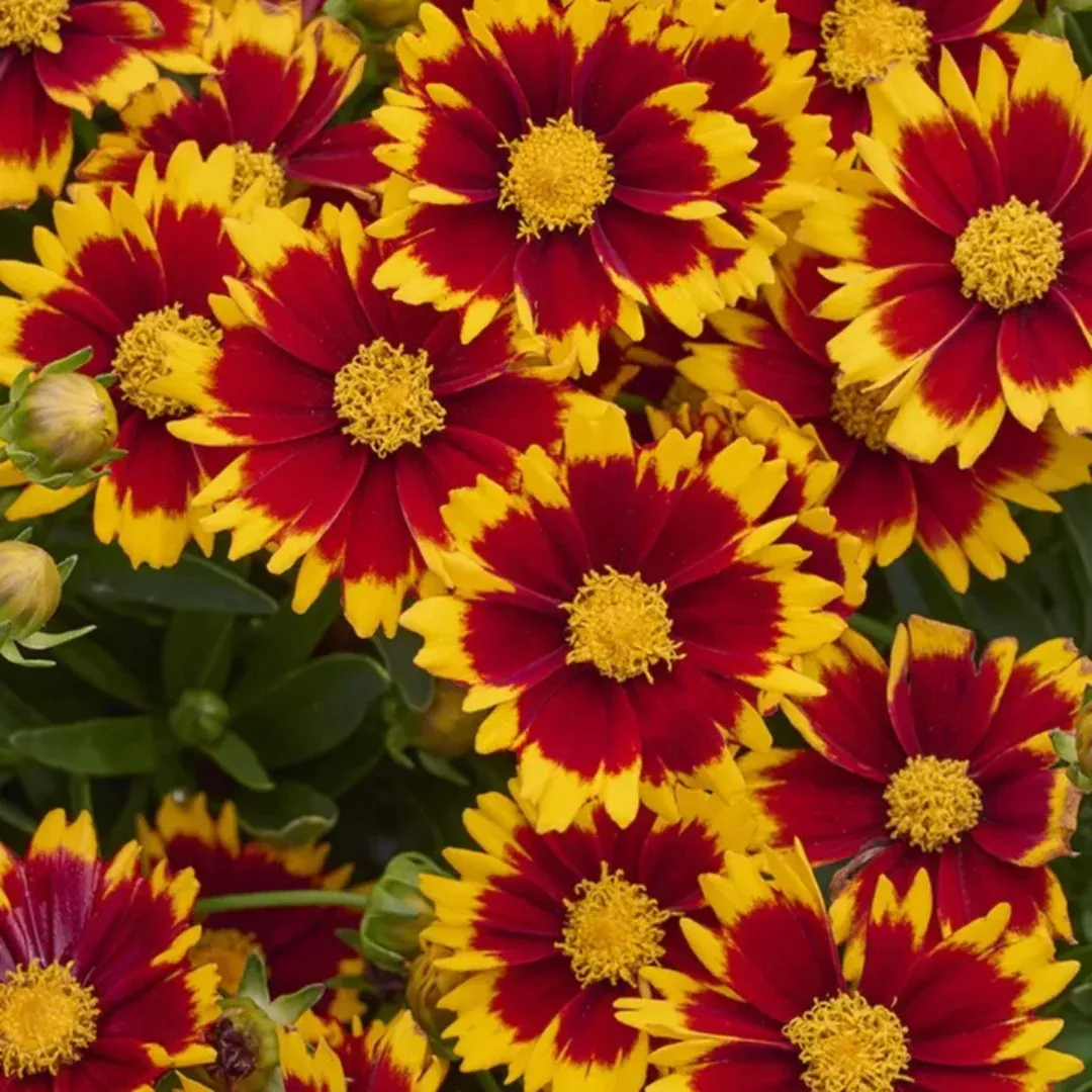 Coreopsis hybrida ‘Uptick Red’
