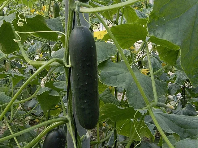 Corinto F1Slicer Cucumber (Treated seed)