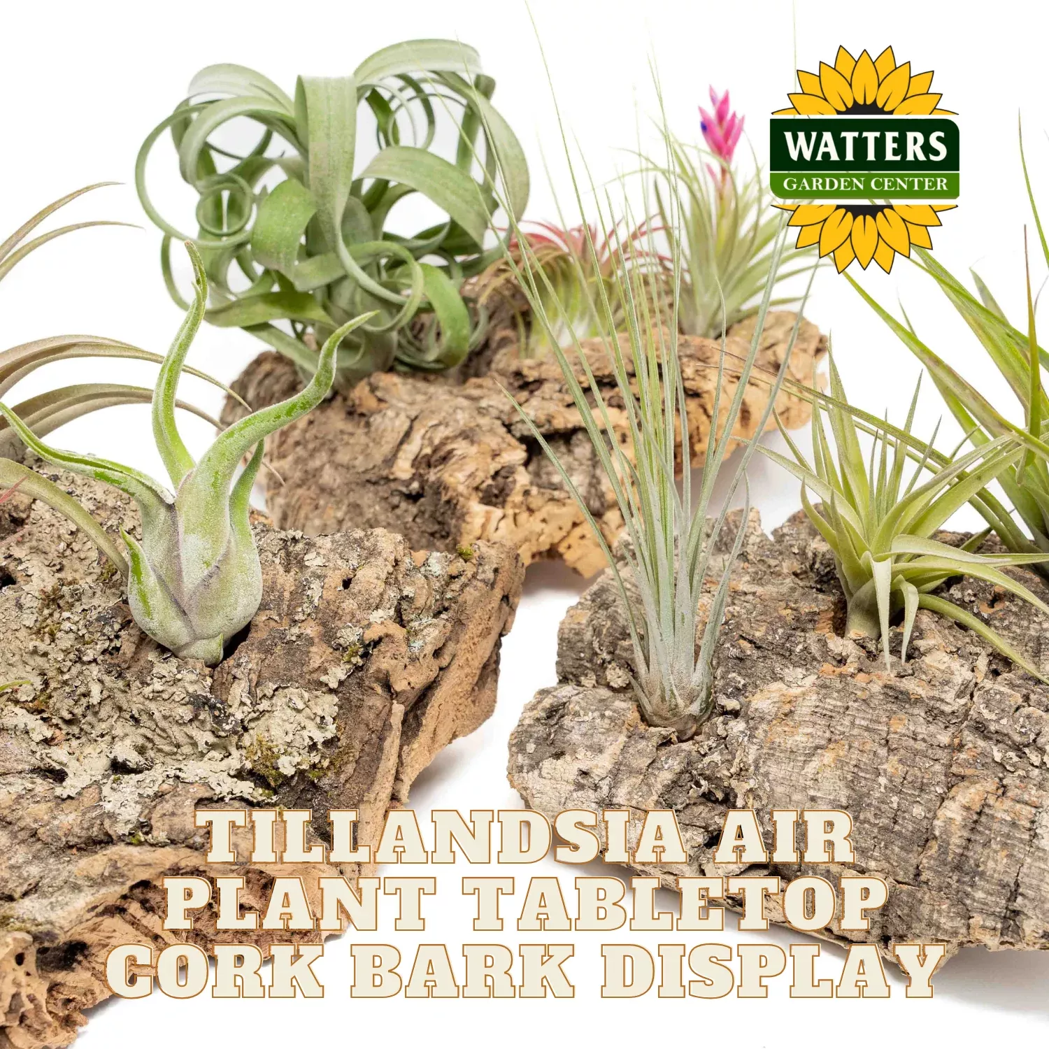Cork Bark Tabletop Display Small and 2 Tillandsia Air Plants
