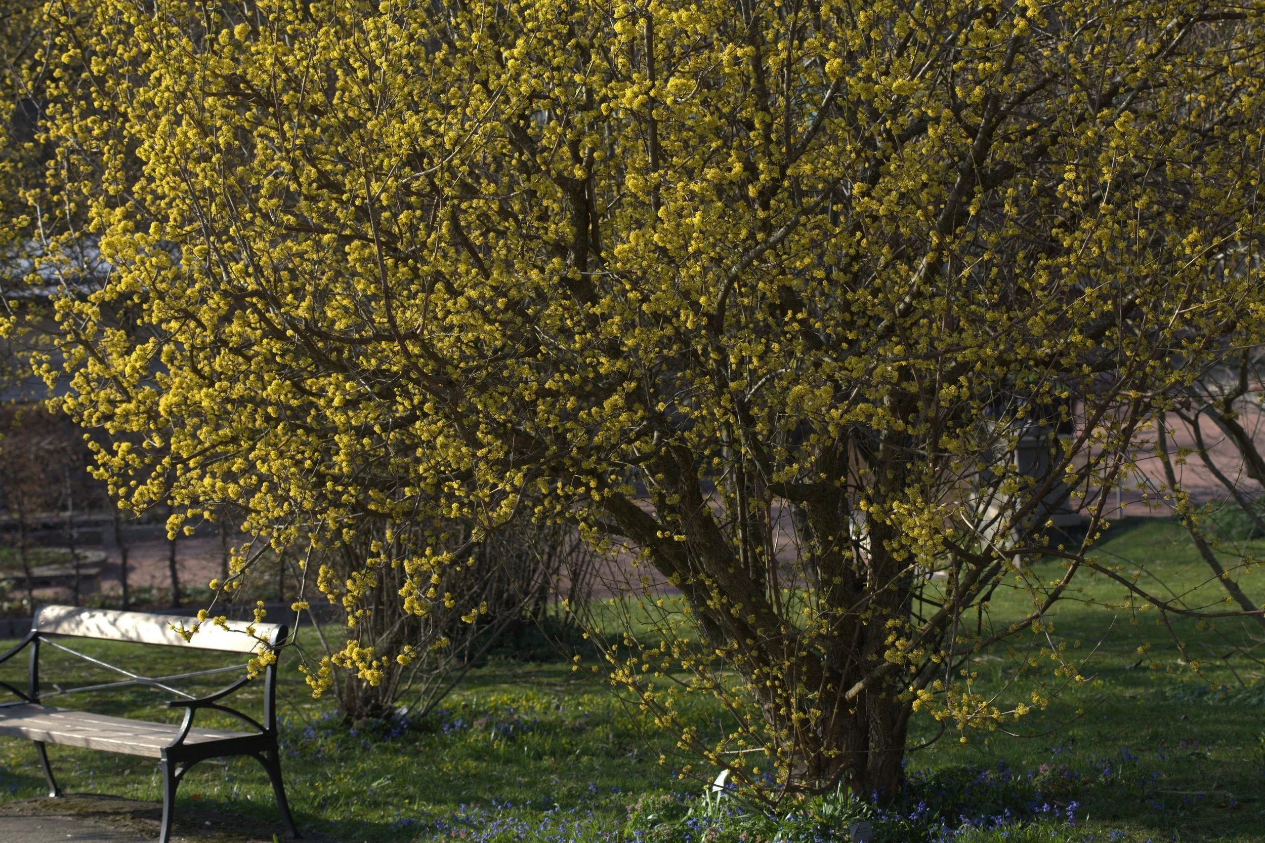 Cornus mas | Cornelian cherry