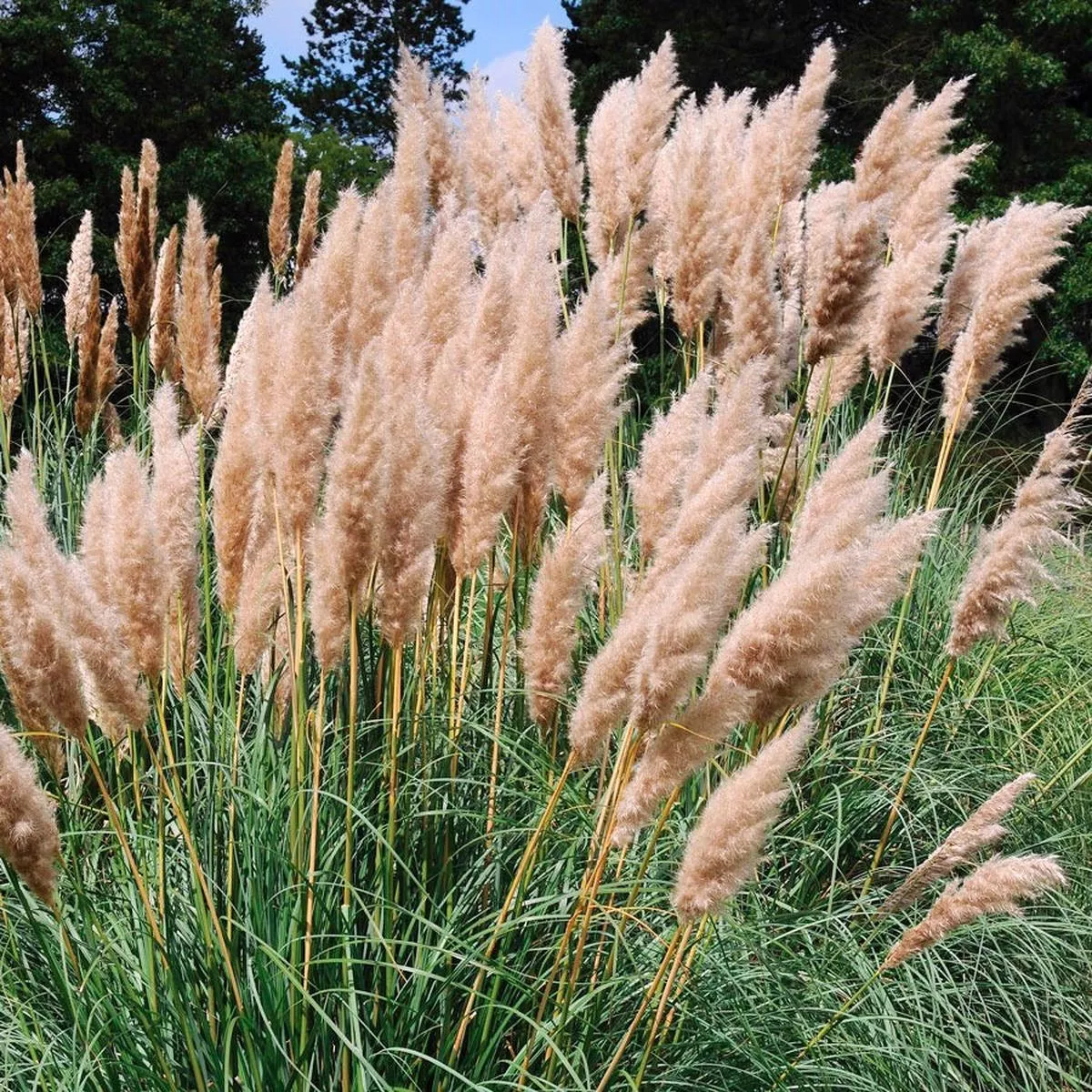 Cortaderia ‘Rosea’ Pink Pampas Grass