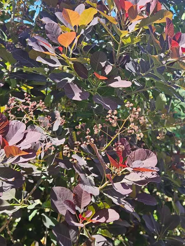 Cotinus coggygria var. purpurea | smokebush