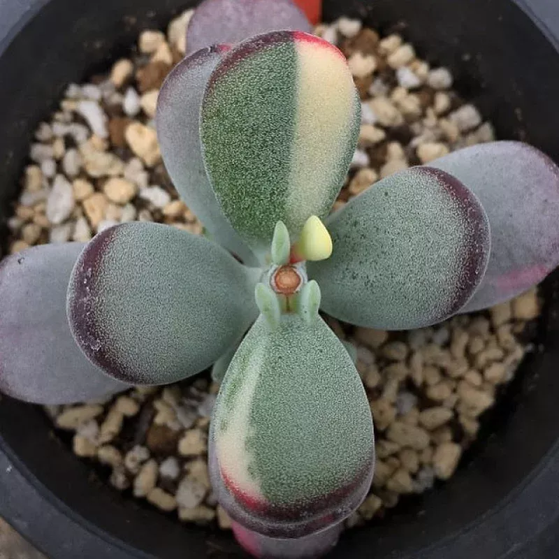 Cotyledon Orbiculata, Variegata, (Video)