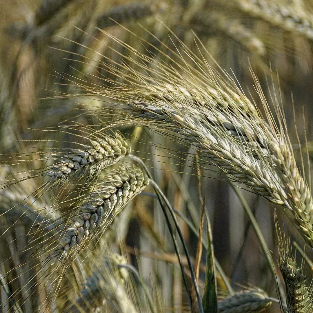 Cover Crop – Winter Rye