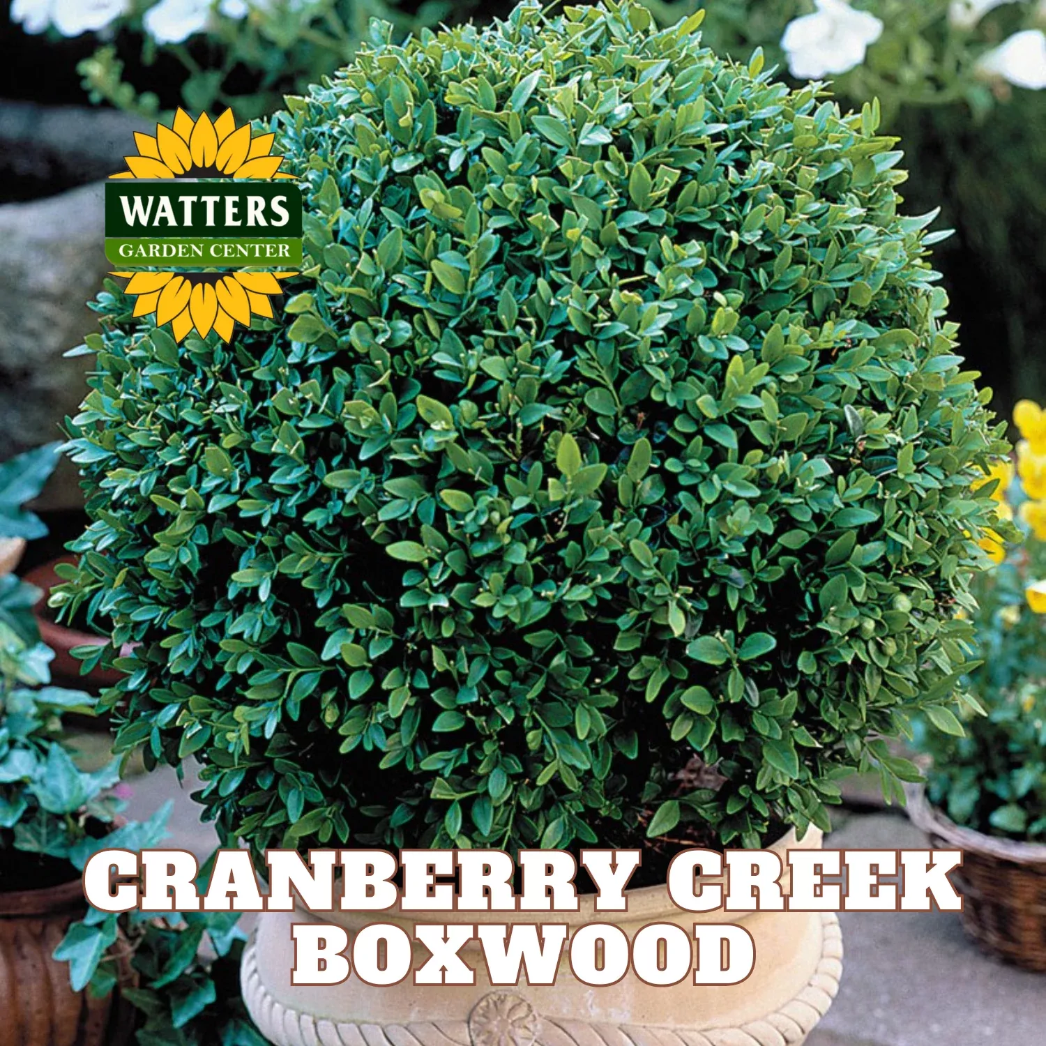 Cranberry Creek Boxwood (BUXUS CRANBERRY CREEK) - 3 gallon 18"