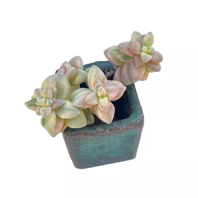 Crassula Deltoidea, Small Variegated Cluster