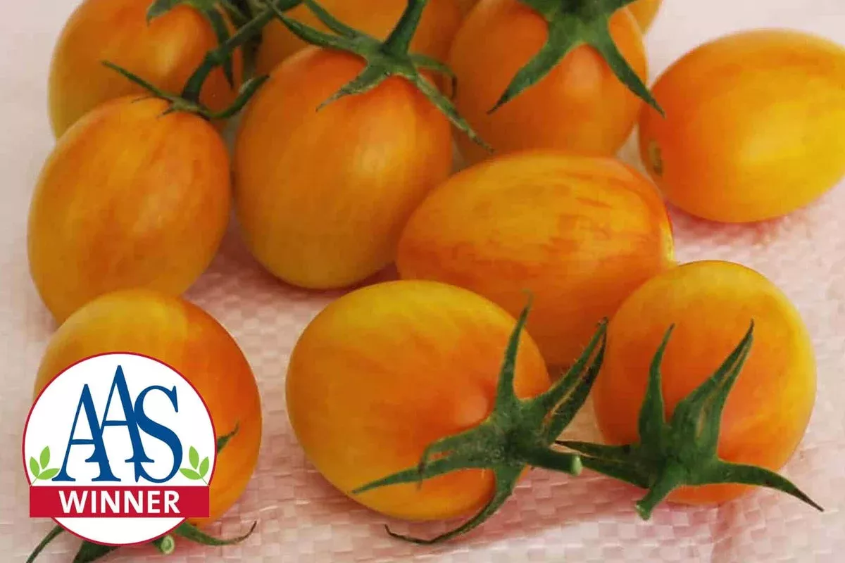 Cream of the Crop – Sunset Torch Hybrid Tomato F1