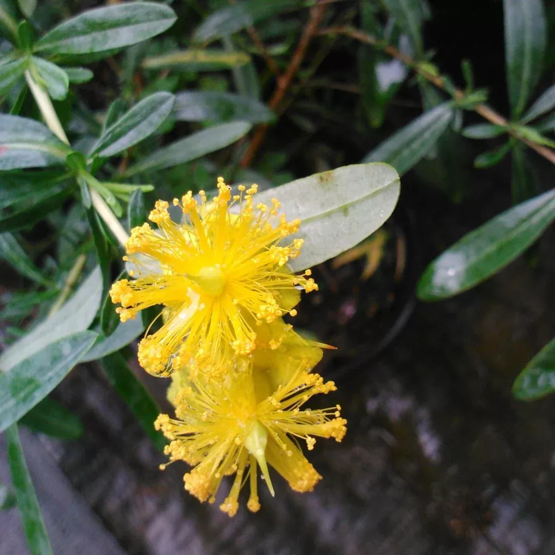 Creels Gold St. John’s Wort – Bright Golden Summer Bloomer (Hypericum ‘Creels Gold’)
