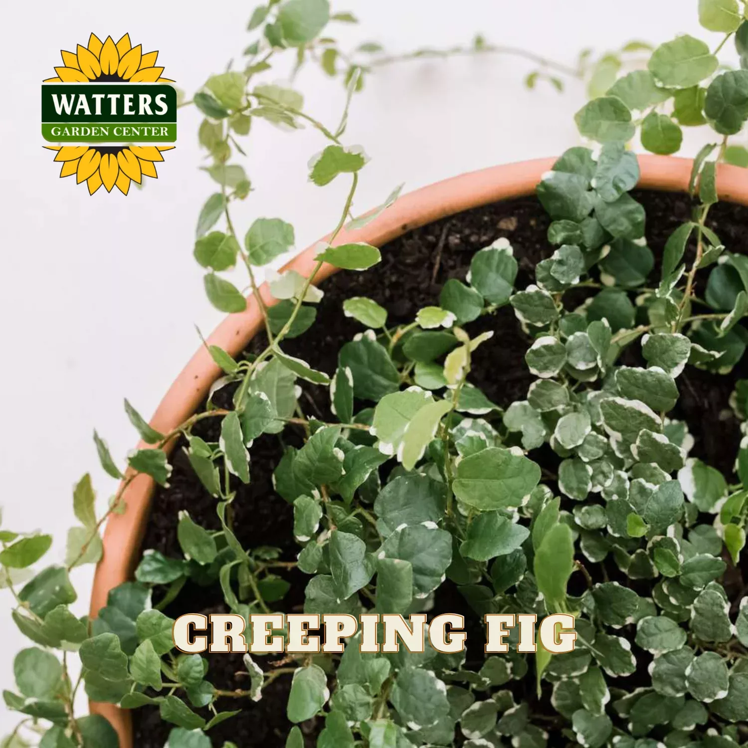CREEPING FIG 6in HANGING