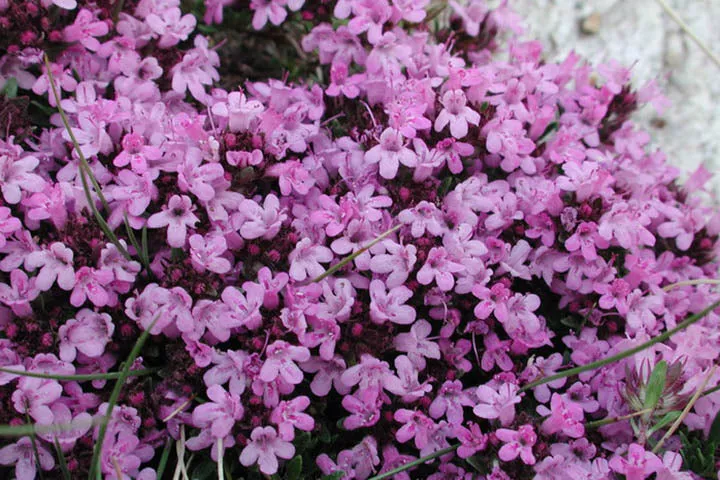 Creeping Thyme (Thymus serpyllum ‘Coccineus’) – QT