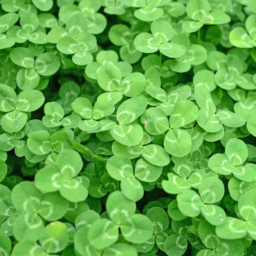 Crimson Clover Seeds - (Trifolium incarnatum)
