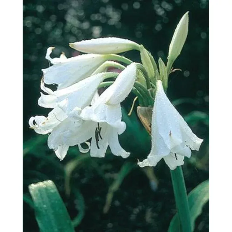 Crinum White Prince