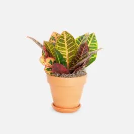 Croton Petra – Piccolo