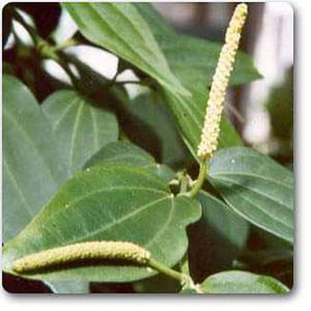 Cubeba – Plant