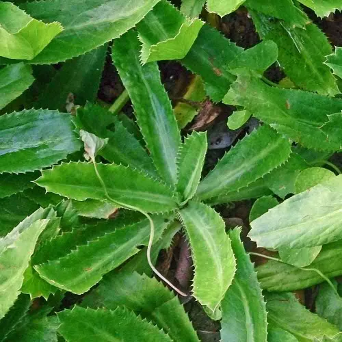 Culantro Seeds – (Eryngium foetidum)