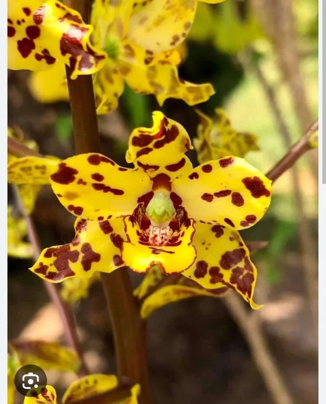 Cyrtopodium buchthienii