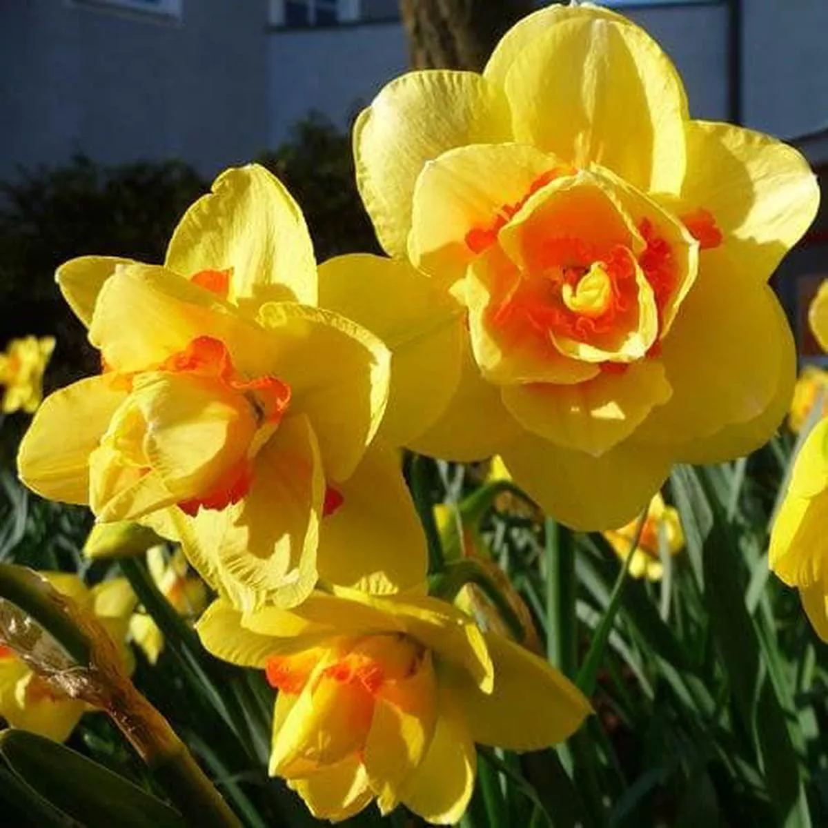 Daffodil 'Tahiti'