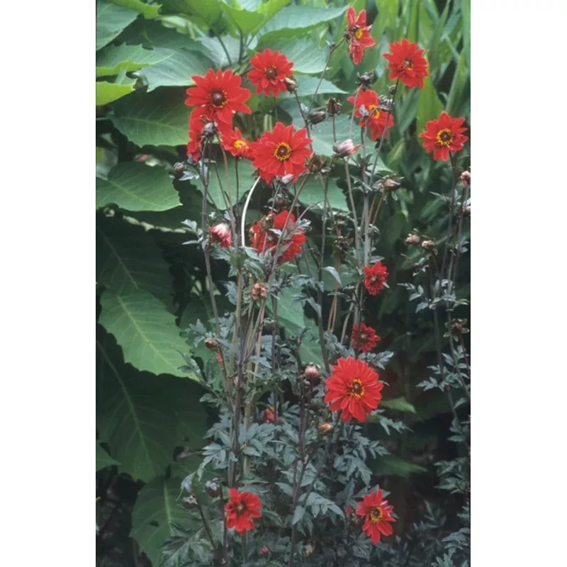 Dahlia – Bishop of Llandaff