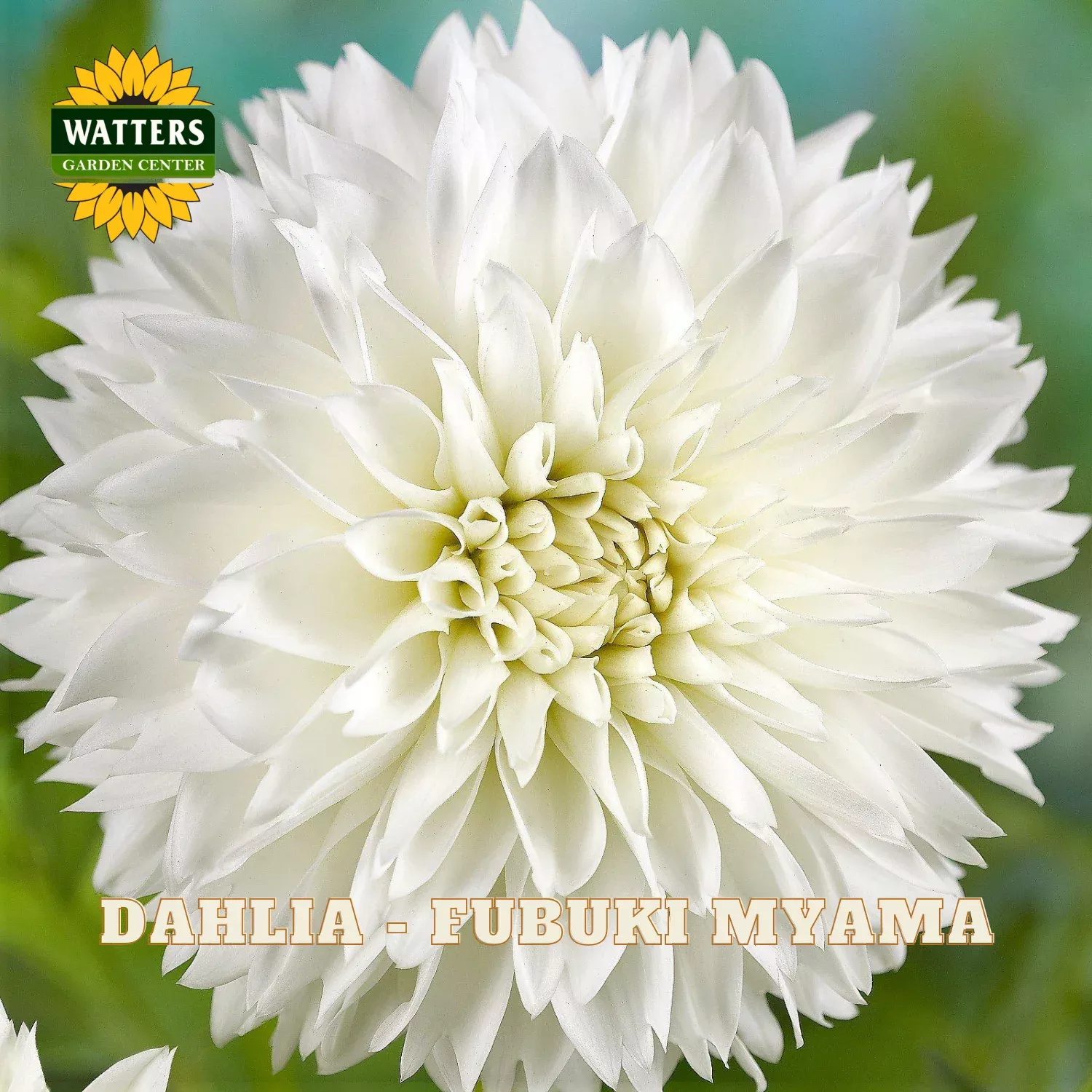 Dahlia – Fubuki Myama