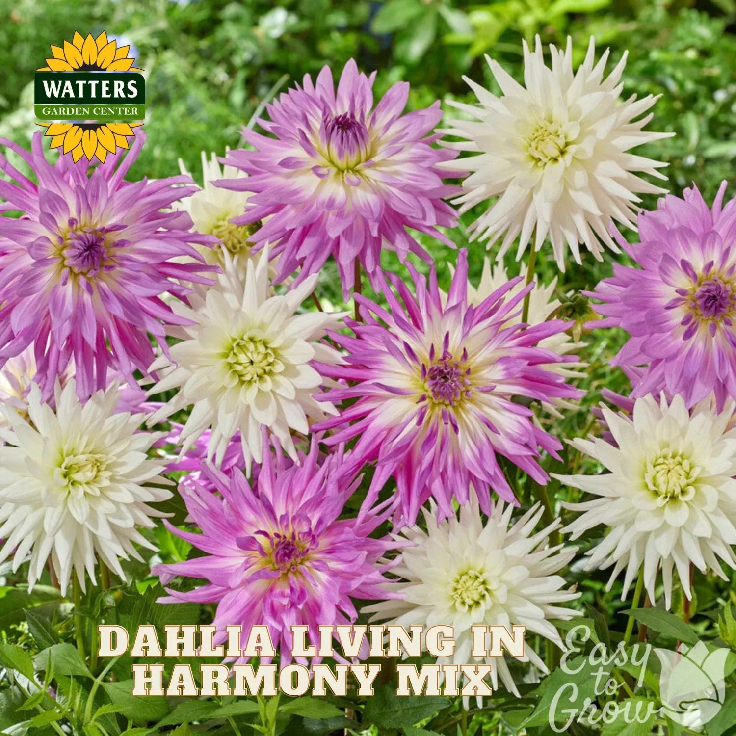 Dahlia Living in Harmony Mix