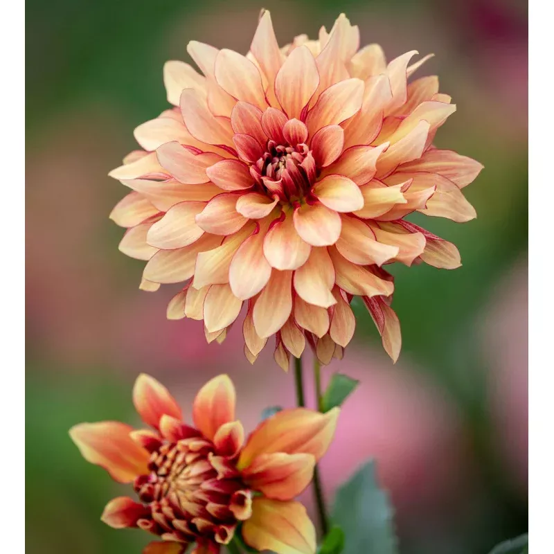 Dahlia 'Miss Brandy'